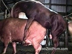 Cow And Horse Xxx - Cow And Horse Xxx Videos | Sex Pictures Pass