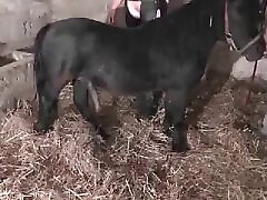 Animal Porn Zoo Videos